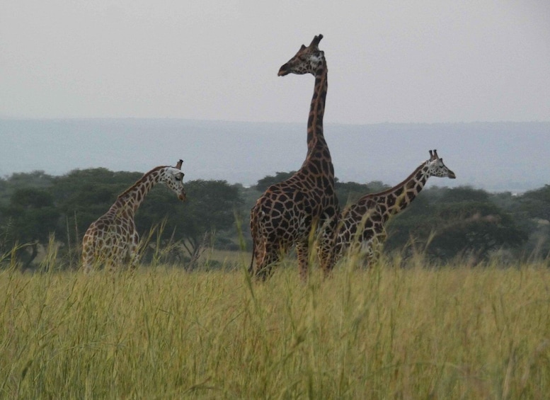 Three giraffes in a grassy field with trees in the background. 2