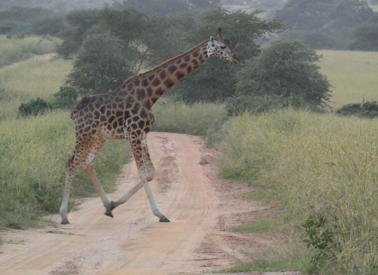 A giraffe walking on a dirt road. 4