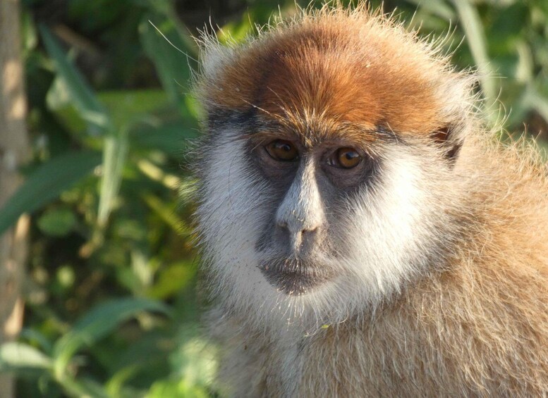 A monkey with brown and white fur, set against a backdrop of green foliage. 1