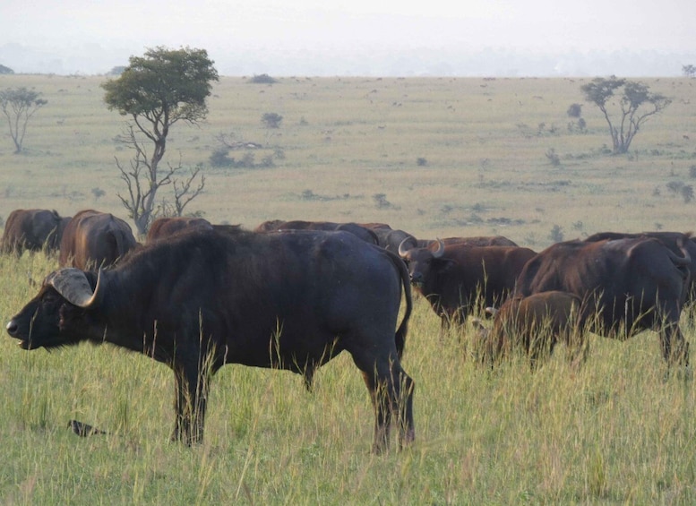 A herd of cattle grazing in a grassy field with sparse trees in the background. 3