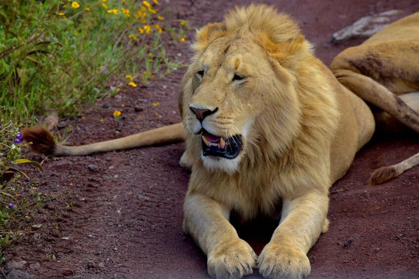 A lion lying on a dirt path with grass and yellow flowers in the background. 1