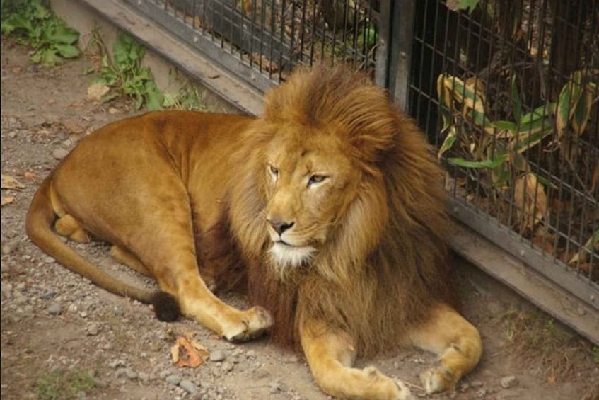 A lion lying down near a fence. 5