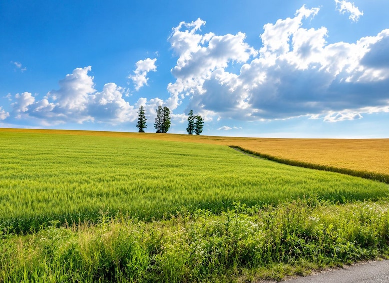 A green field with a road, three trees, and a blue sky with clouds. 3