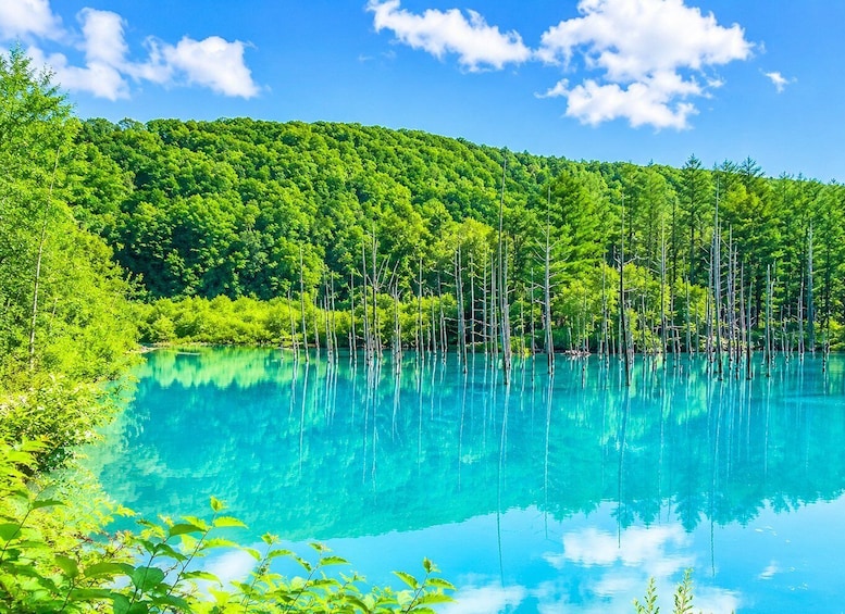 A clear lake surrounded by dense green forest and a hill in the background. 2