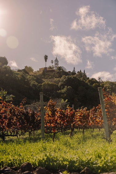 Picture 2 for Activity Tenerife: Bodega Viñátigo – Commented Tasting of 3 Wines 3