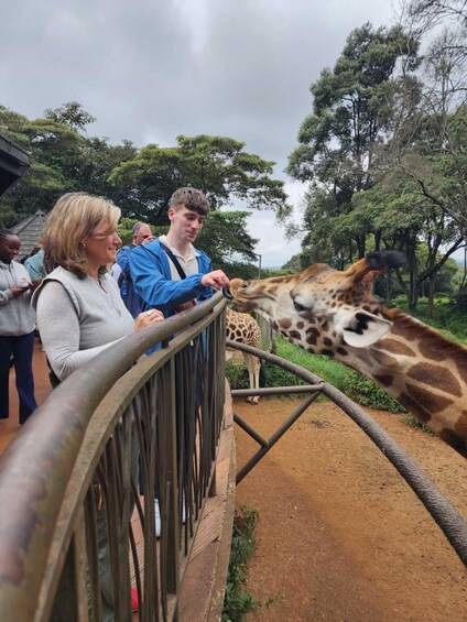 Eine Giraffe beugt sich über einen Zaun, um mit Menschen zu interagieren. 5