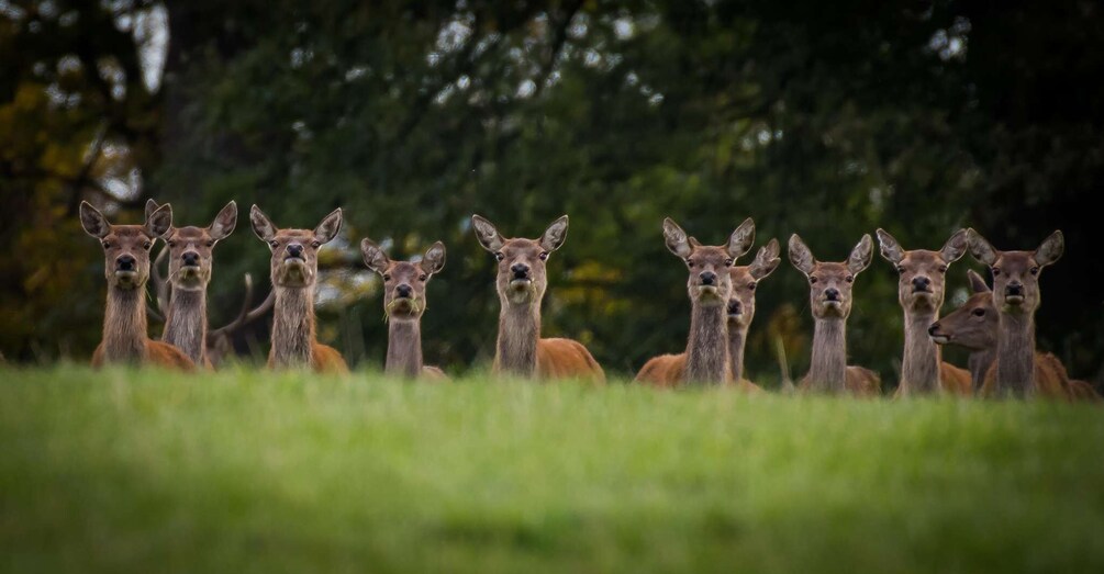 A group of deer in a grassy field with trees in the background. 4