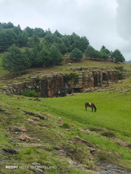 A horse grazing in a grassy field with a rocky cliff and trees in the background. 2