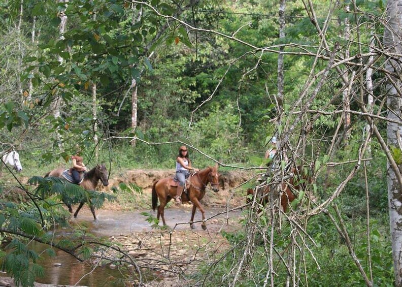 Two people riding horses on a narrow path through a forest. 1
