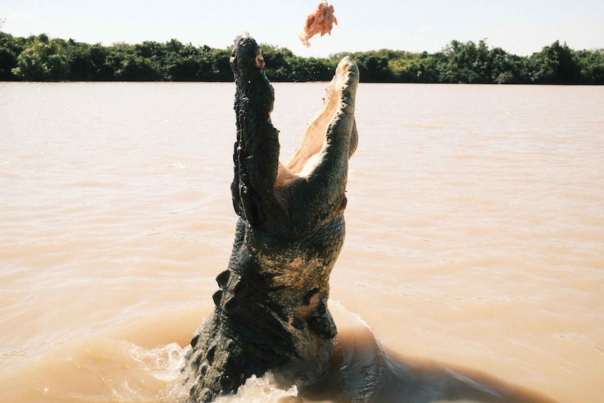 Darwin: Jumping Crocodile Cruise and Barramundi Fishing Tour 1