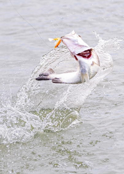 Picture 12 for Activity Darwin: Jumping Crocodile Cruise and Barramundi Fishing Tour 4
