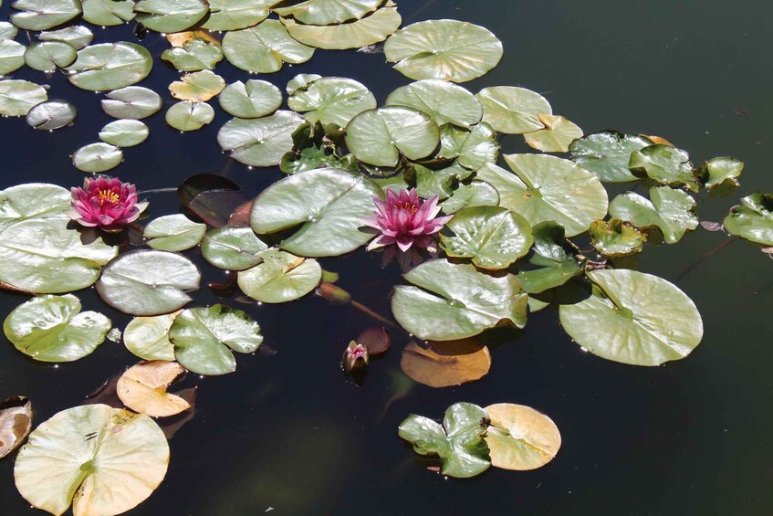 Water lilies floating on a pond with a few blooming flowers. 5