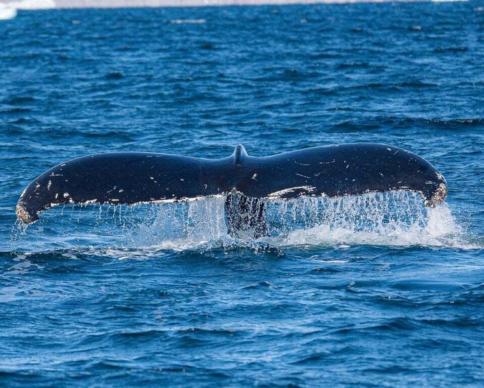 A whale breaching the ocean surface. 1