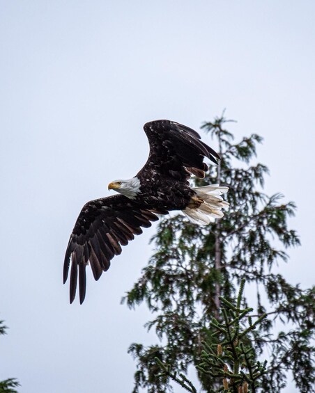 A bald eagle in flight with a backdrop of trees. 3