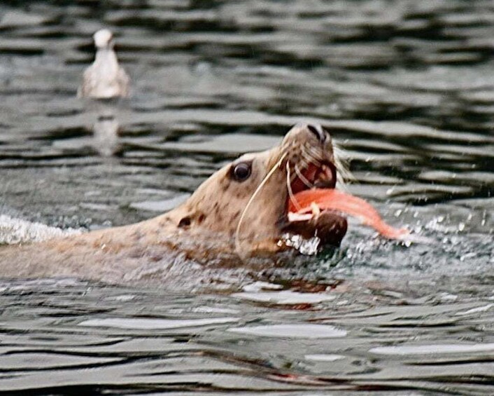 A duck swimming with a fish in its mouth. 5