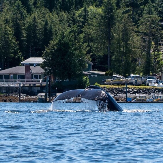 A whale breaching the water near a dock with houses and boats in the background. 4