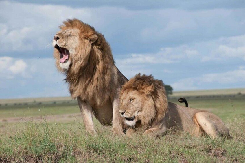 Two lions in a grassy field with a clear sky. 1