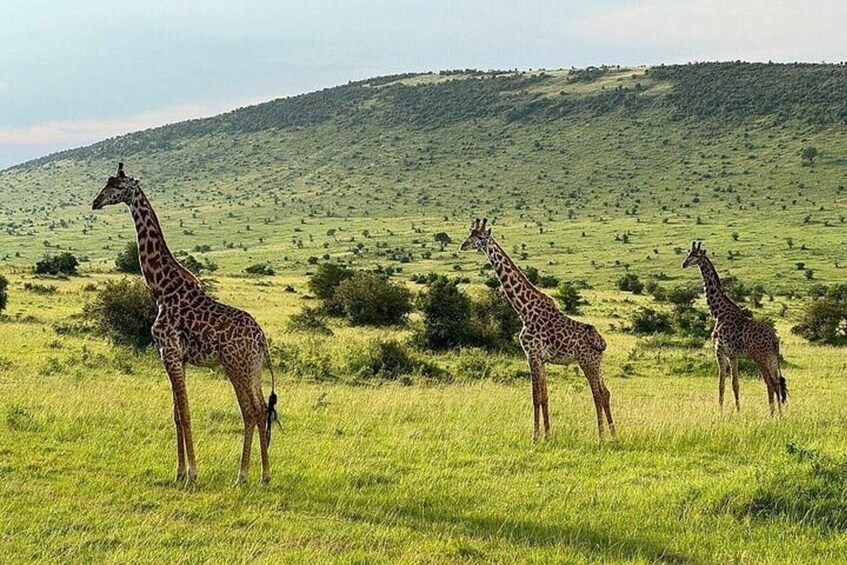 A grassy field with three giraffes standing. 4