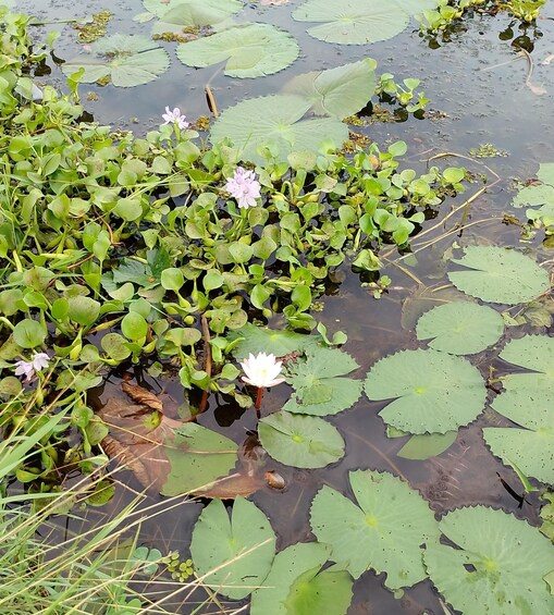 A pond with lily pads and water lilies. 4