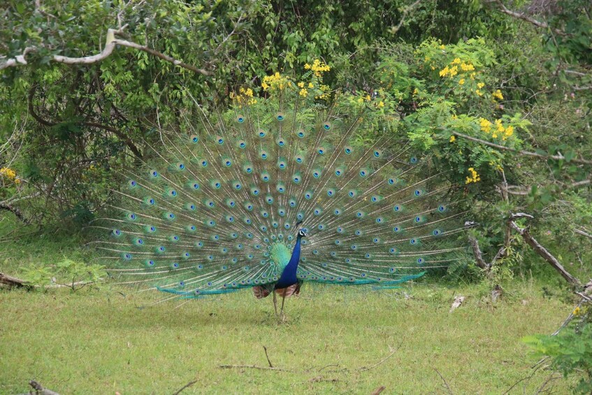 A peacock with its tail feathers fanned out in a grassy field with yellow flowers and green foliage in the background. 2
