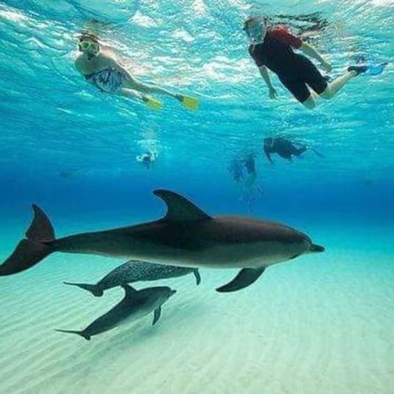 A dolphin swimming near the surface of a clear blue water body with divers in the background. 1