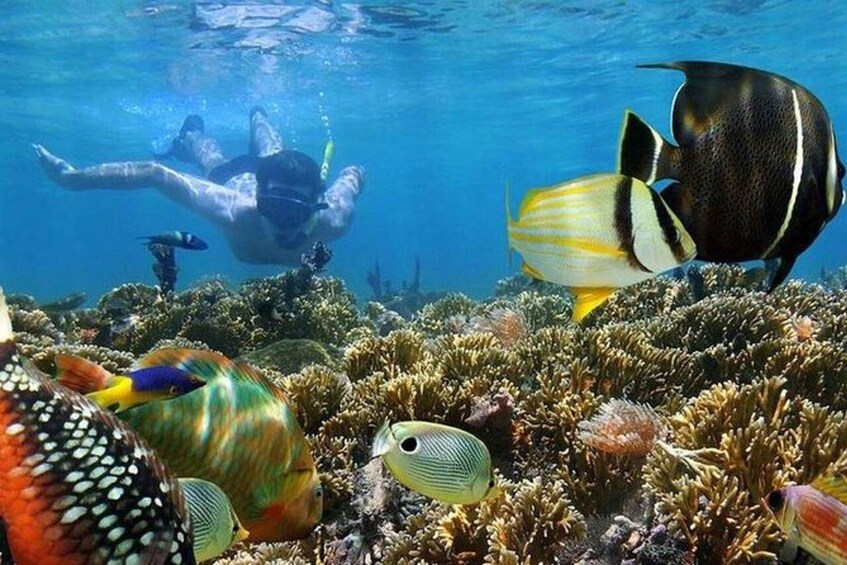 A diver swimming among colorful fish and coral reefs. 3