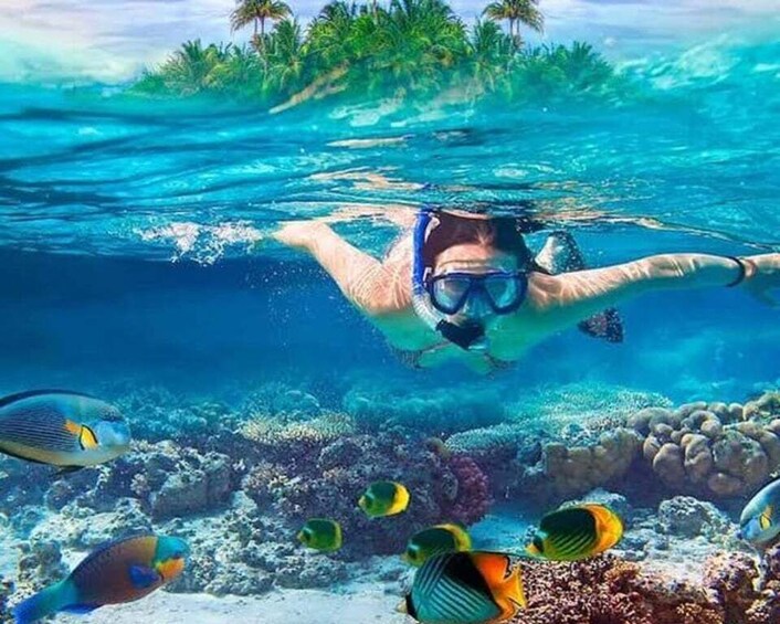 A person snorkeling underwater with tropical fish and a coral reef. 2