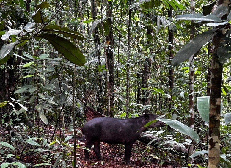 A black pig in a dense forest with various green plants and trees. 5