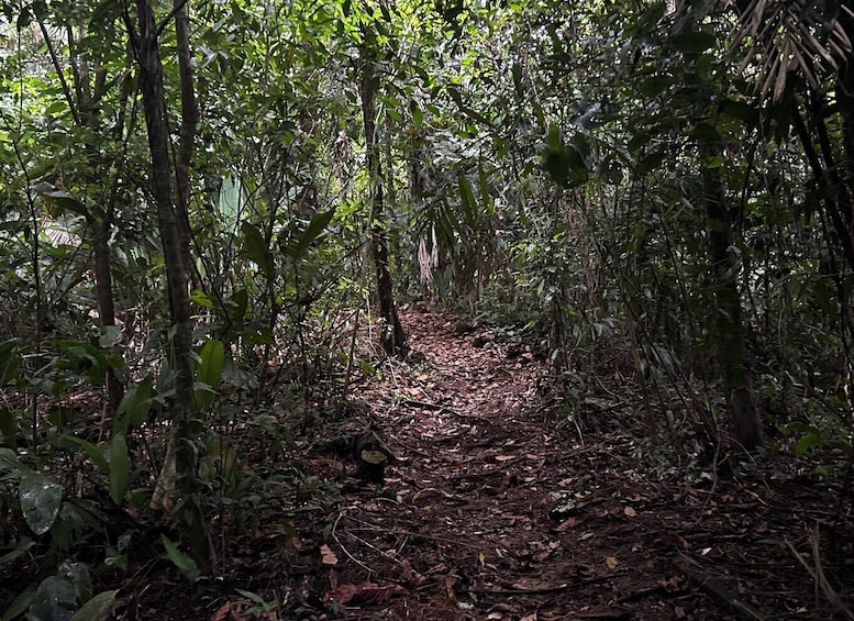 A forest path surrounded by dense vegetation and trees. 4