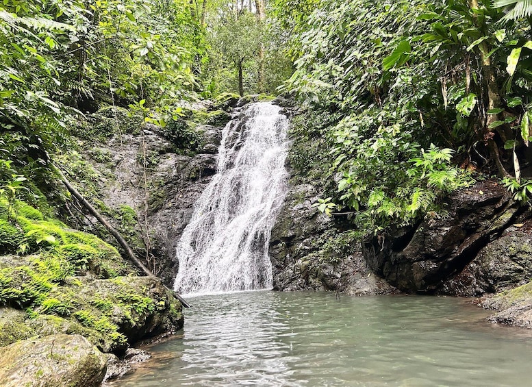 A waterfall cascading into a pool surrounded by lush greenery. 3
