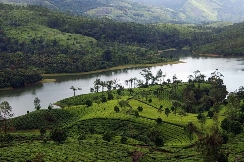 Picture 1 for Activity Cochin: 5-Day Kerala Tour to Munnar, Thekkady & Alleppey 2