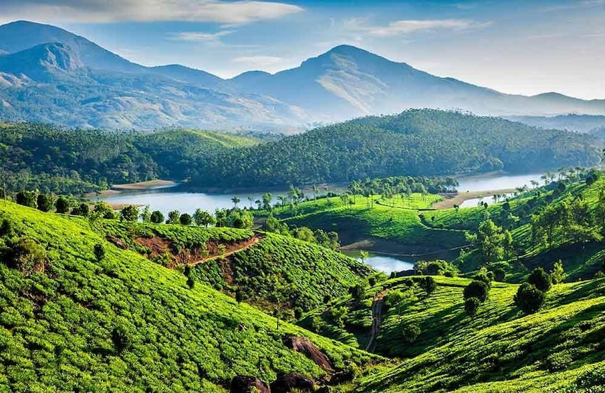 Picture 9 for Activity Cochin: 5-Day Kerala Tour to Munnar, Thekkady & Alleppey 4
