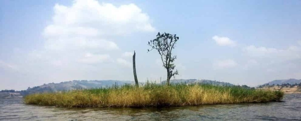 A riverbank with tall grasses and a solitary tree. 5