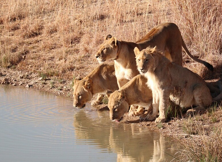 A group of lions drinking water at a natural pool surrounded by dry grassland. 1