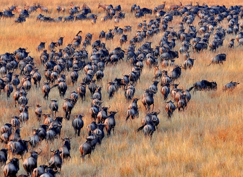 A large herd of wildebeests in a grassy field. 3