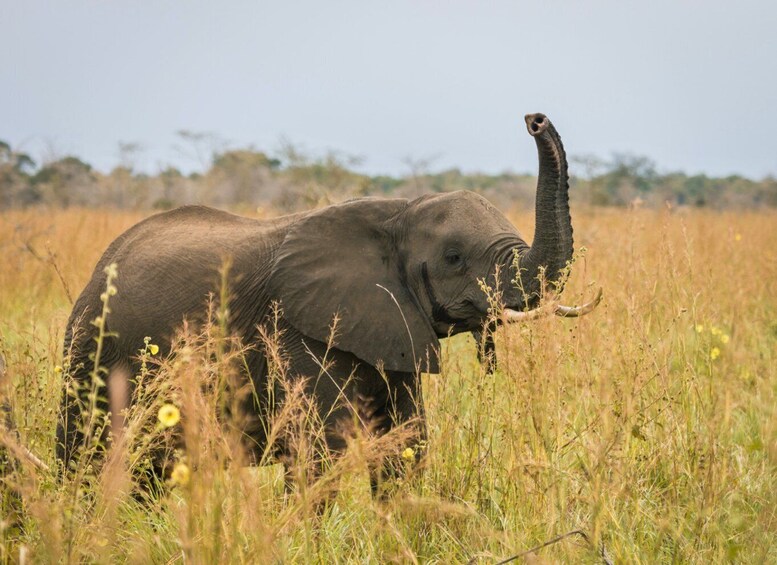 An elephant in a grassy field with yellow flowers. 4
