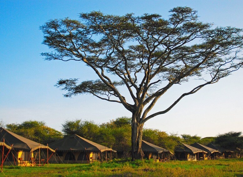 A large tree in a savanna with several safari tents in the background. 5