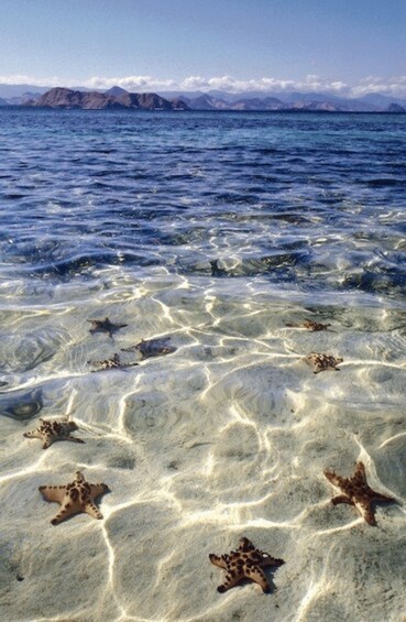 A beach with clear shallow water and starfish on the sand. 5