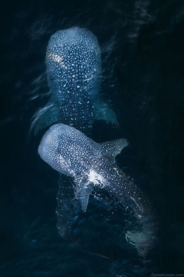 A whale shark swimming in the ocean. 1