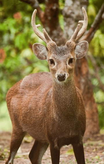 A deer with large antlers standing in a forest. 4