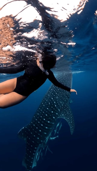 A person swimming underwater with a whale shark. 2