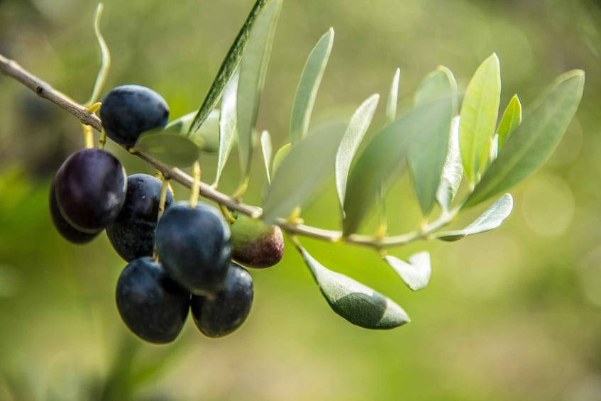 A branch with dark purple olives and green leaves. 4