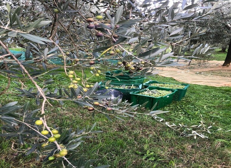 Olive trees with green and ripening olives, green crates on the ground, and a grassy area. 5