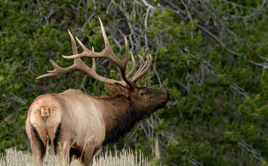A large elk with prominent antlers standing in a grassy field with dense green foliage in the background. 1