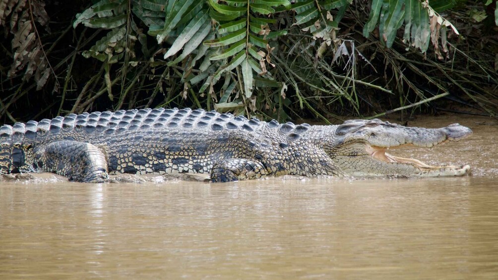 A crocodile partially submerged in water with a riverbank and foliage in the background. 2