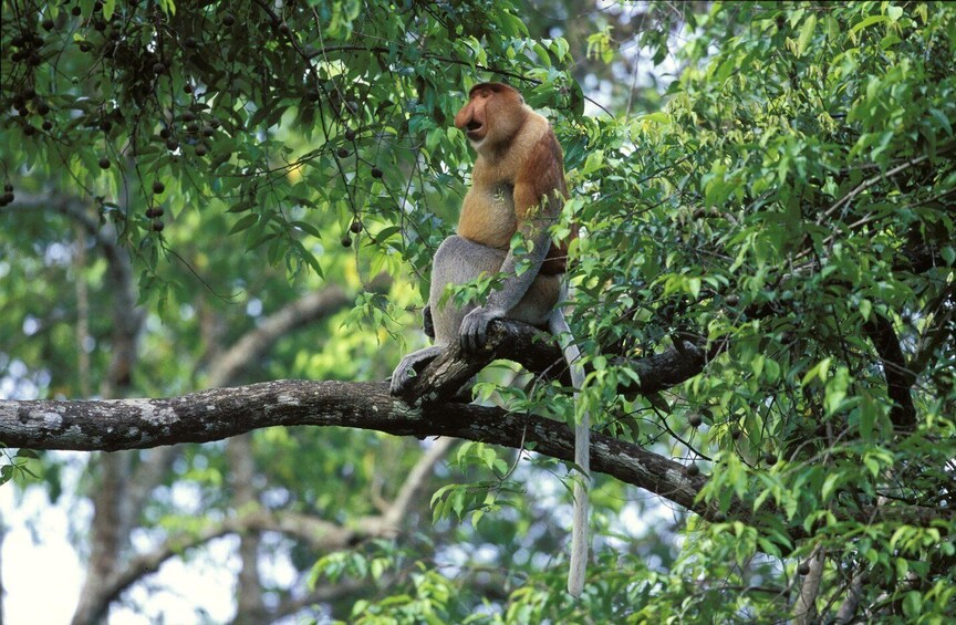 A monkey perched on a tree branch amidst dense foliage. 5