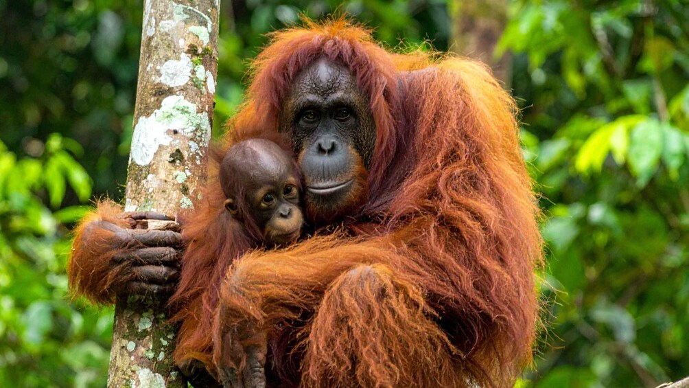 An orangutan with reddish-brown fur holding a baby orangutan against a tree in a dense forest. 4