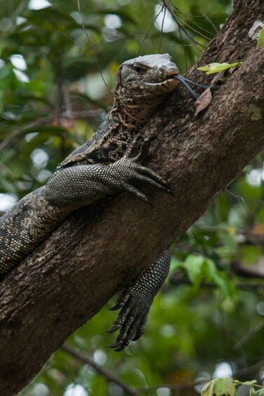 A lizard on a tree branch. 3
