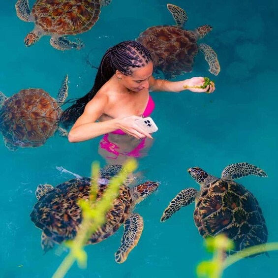 A person feeding sea turtles in clear blue water. 5