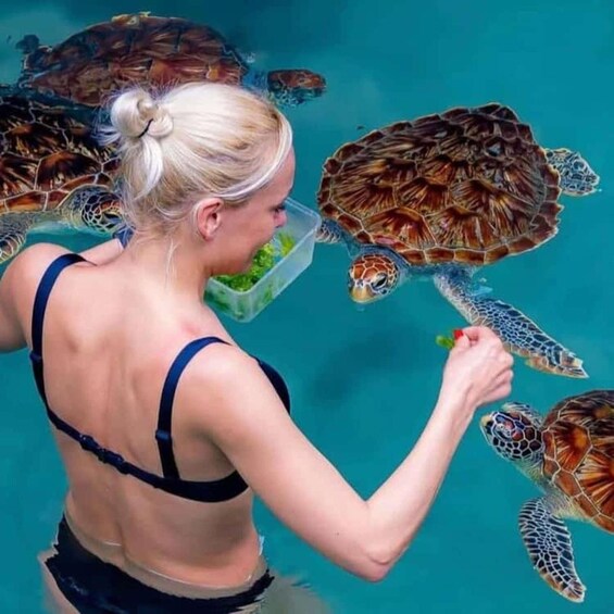 A person feeding sea turtles in a pool. 5